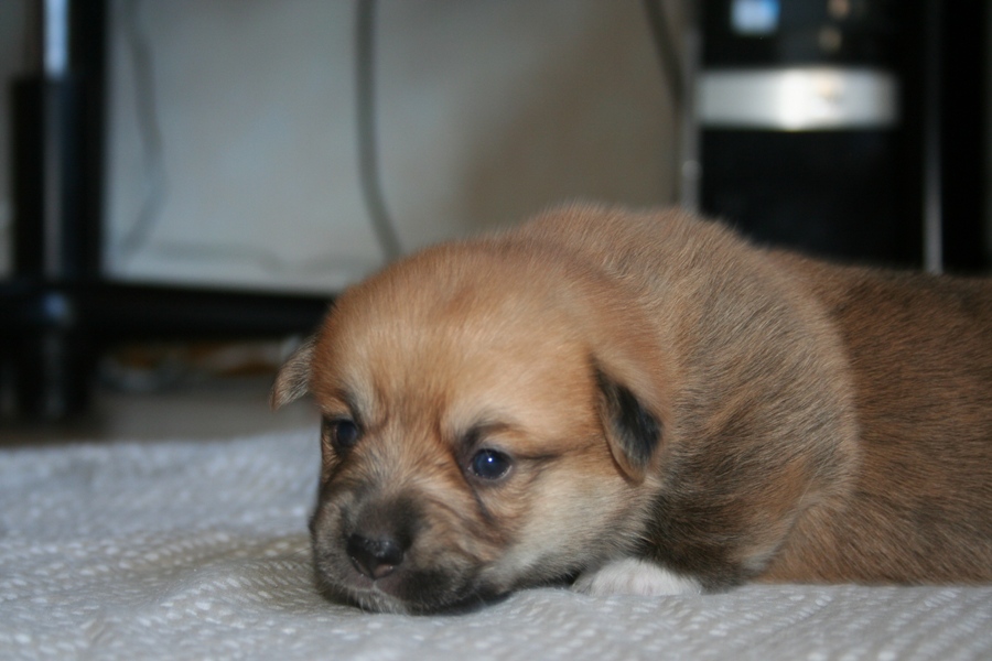 Puppies